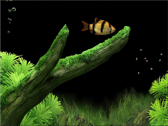 dream aquarium key generator dream aquarium key generator